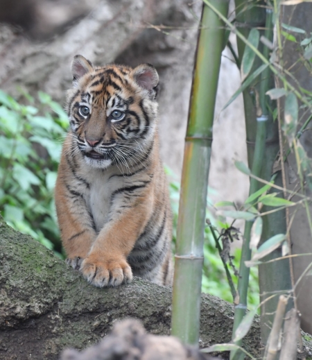 Il gruppo Roscioli adotta la tigre Kala 