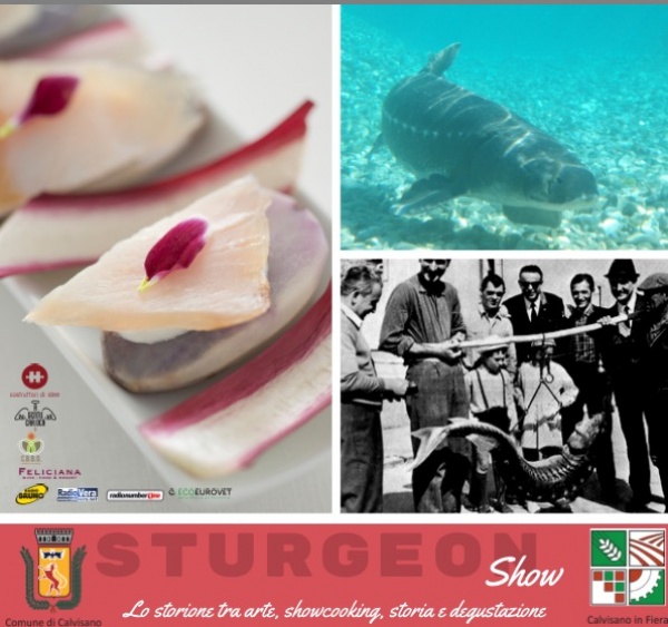 Sturgeon Show a Calvisano